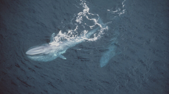 How Long Can Whales Hold Their Breath