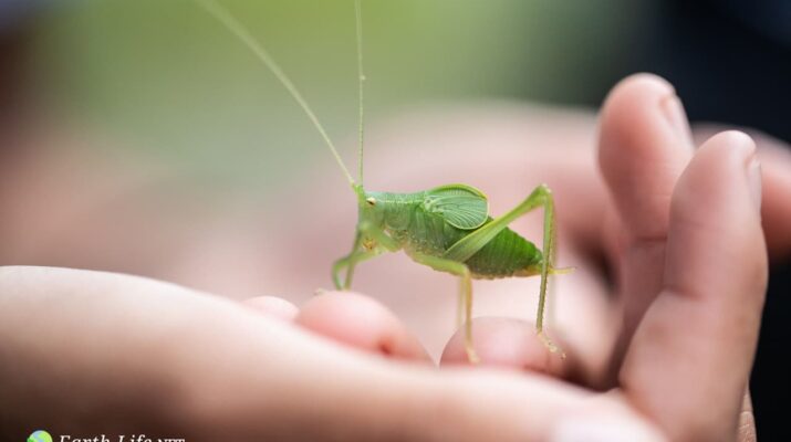 How Long Do Crickets Live