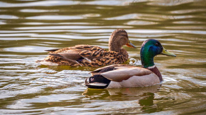 How Long Do Ducks Live