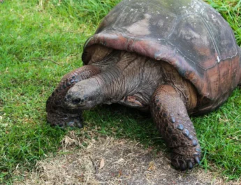 How Long Do Tortoises Live
