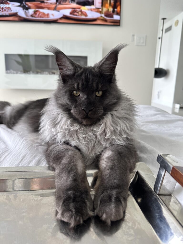 How Much are Maine Coon Cats