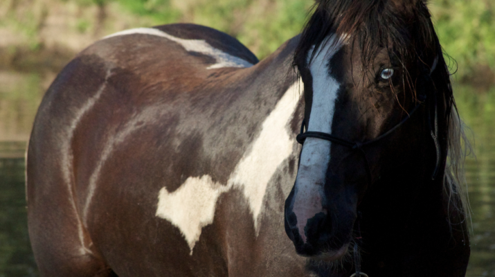 How Much Does a Horse Weigh