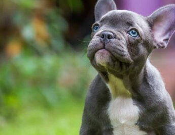 How Much is a French Bulldog