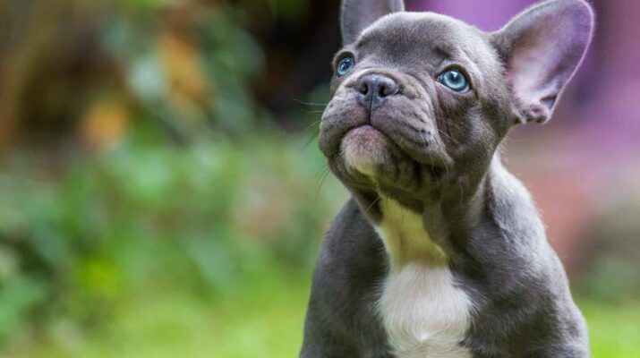 How Much is a French Bulldog