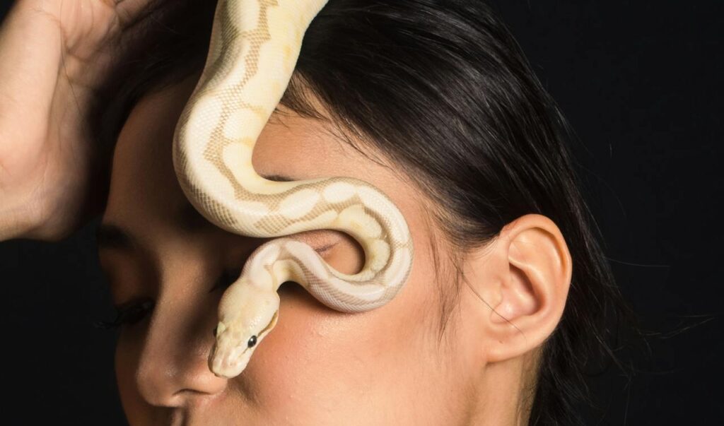 How Big Do Ball Pythons Get