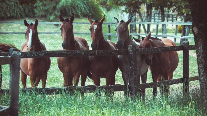 How Long Do Horses Live