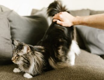 How Much is a Maine Coon Cat